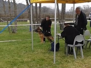 Ibis Du manoir de montgommery - Très Prometteur