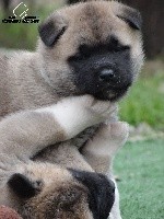 du Territoire Des Ours - Akita americain - Portée née le 12/01/2018