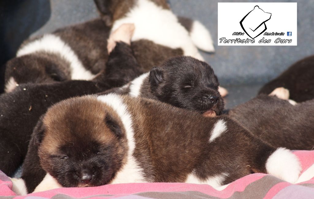 du Territoire Des Ours - Akita americain - Portée née le 26/09/2018