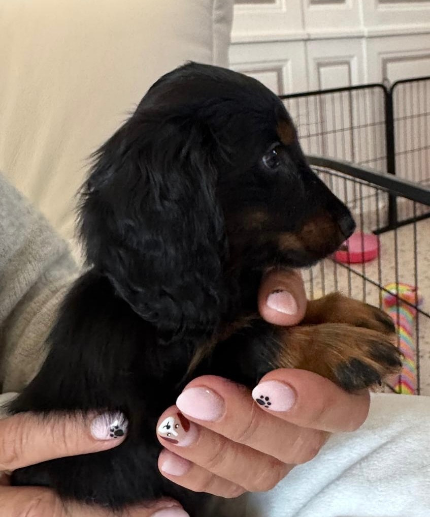 Publication : du domaine d'an oriant Auteur : Domaine d An Oriant