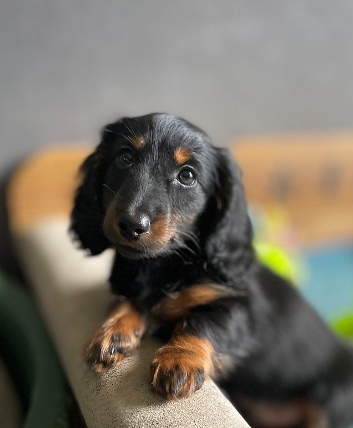 Publication : du domaine d'an oriant Auteur : Domaine d An Oriant