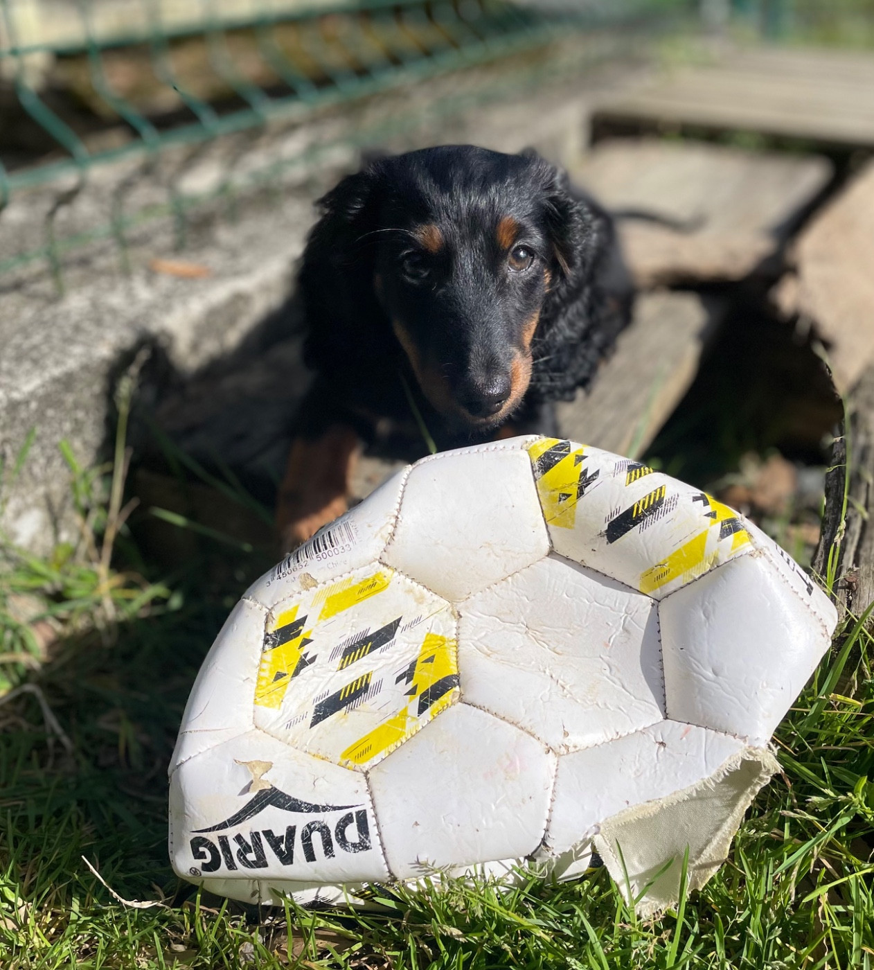 Publication : du domaine d'an oriant Auteur : Domaine d An Oriant