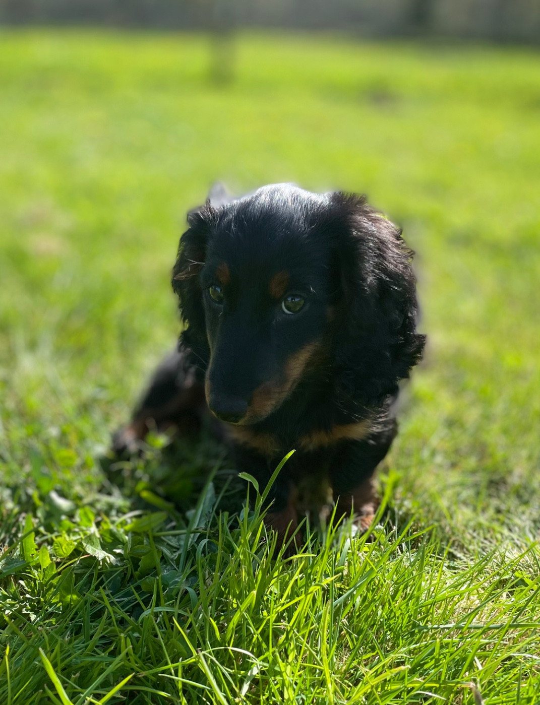 Publication : du domaine d'an oriant Auteur : Domaine d An Oriant