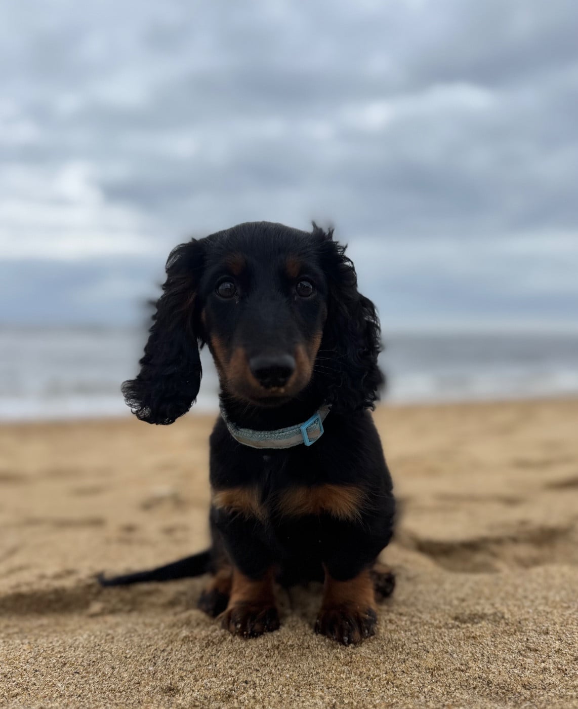 Publication : du domaine d'an oriant Auteur : Domaine d An Oriant