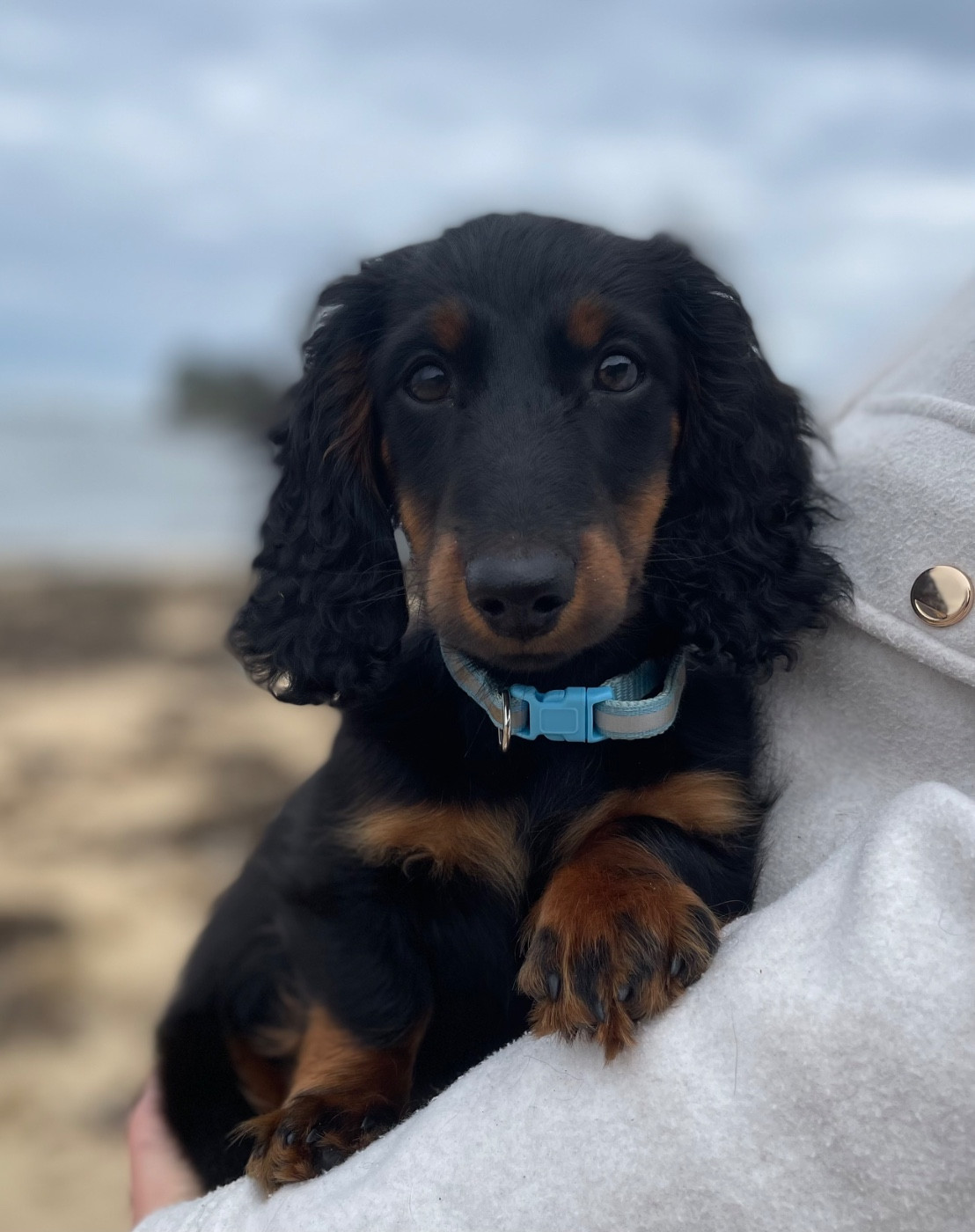 Publication : du domaine d'an oriant Auteur : Domaine d An Oriant