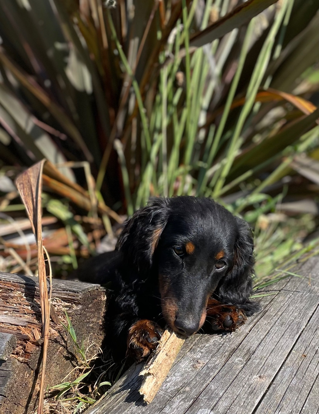 Publication : du domaine d'an oriant Auteur : Domaine d An Oriant