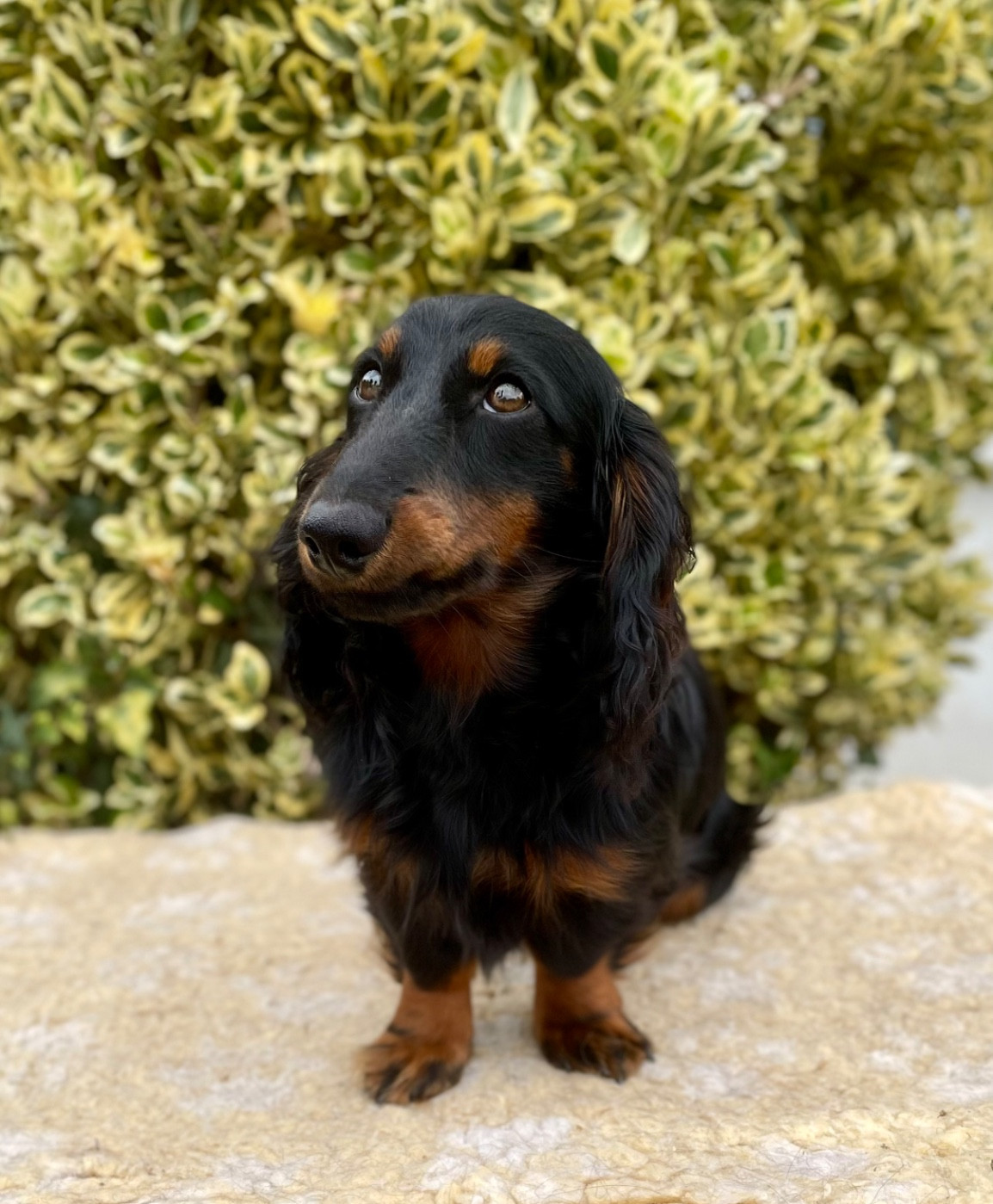 Publication : du domaine d'an oriant Auteur : Domaine d An Oriant