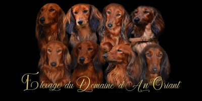 du domaine d'an oriant