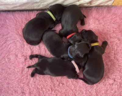 Les chiots de Teckel poil long