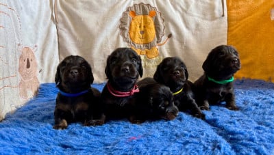 Les chiots de Teckel poil long