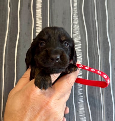 Les chiots de Teckel poil long