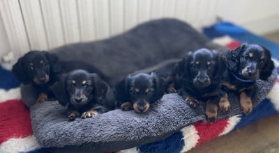 Les chiots de Teckel poil long