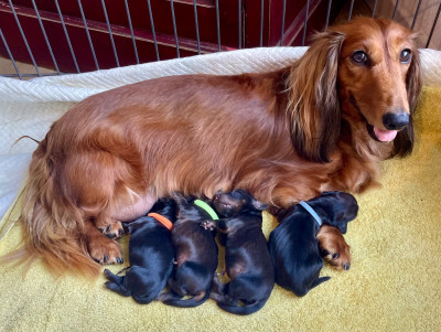 Les chiots de Teckel poil long