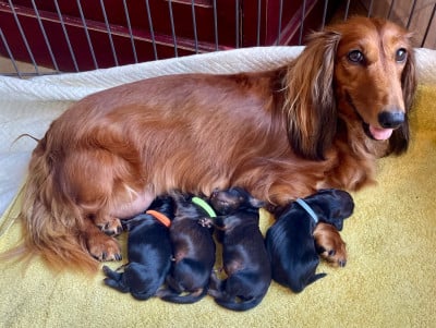 Les chiots de Teckel poil long