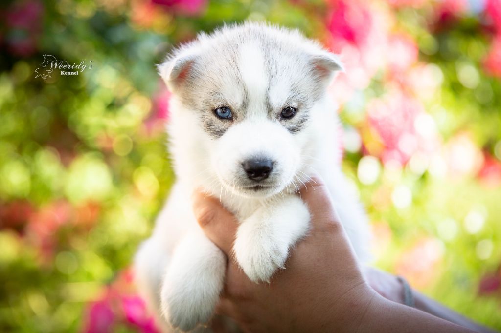 CHIOT - Siberian Husky