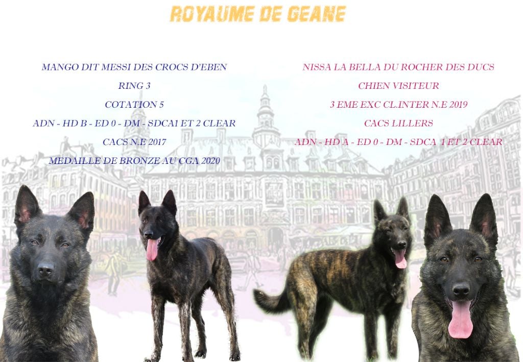 Berger hollandais - Du Royaume De Géane