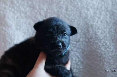 Les chiots de Berger hollandais