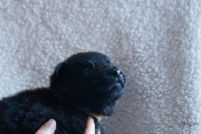 Les chiots de Berger hollandais