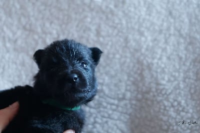 Les chiots de Berger hollandais