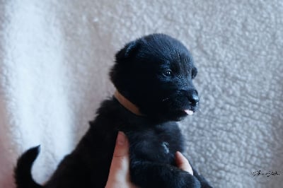 Les chiots de Berger hollandais