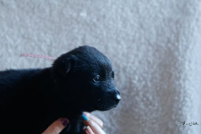 Les chiots de Berger hollandais