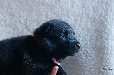 Les chiots de Berger hollandais