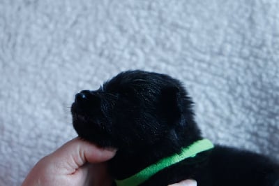 Les chiots de Berger hollandais