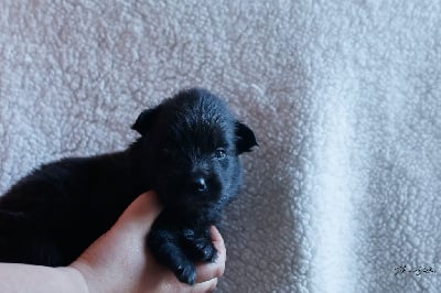 Les chiots de Berger hollandais