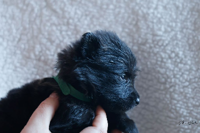 Les chiots de Berger hollandais