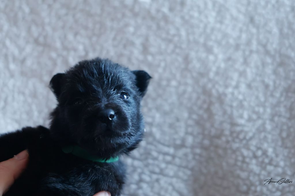 CHIOT - Berger hollandais