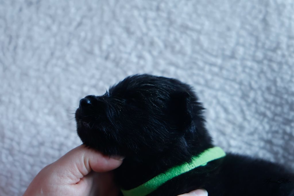 CHIOT - Berger hollandais