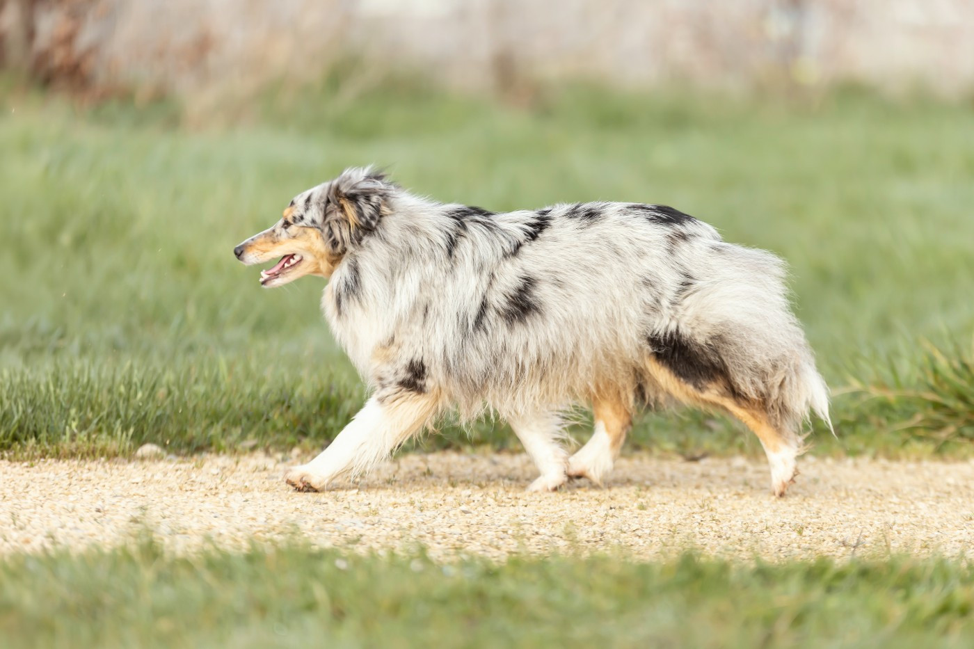 Valya Du Domaine De L'harmonie