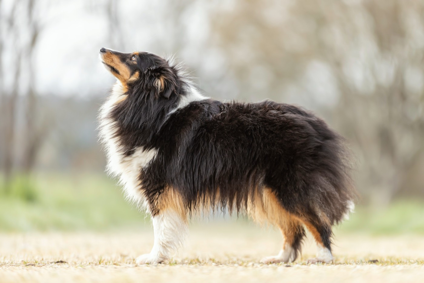 Vitality du Domaine du Carpé