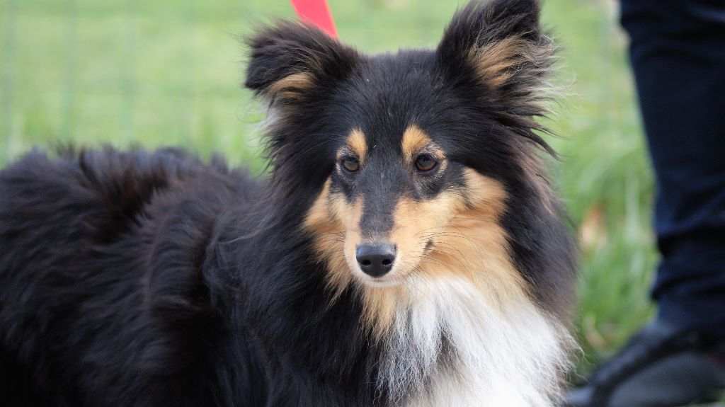 Publication : Du Domaine De L'harmonie