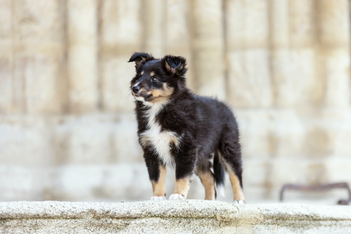 CHIOT 1