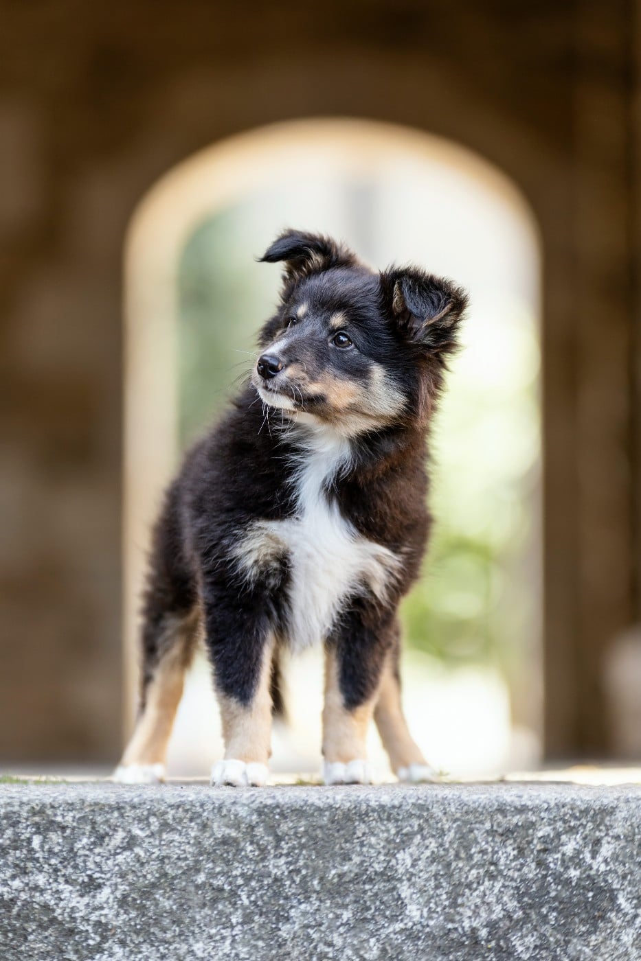 CHIOT 1