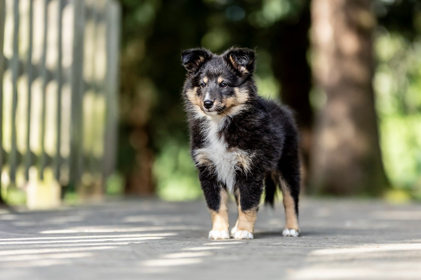 CHIOT 1
