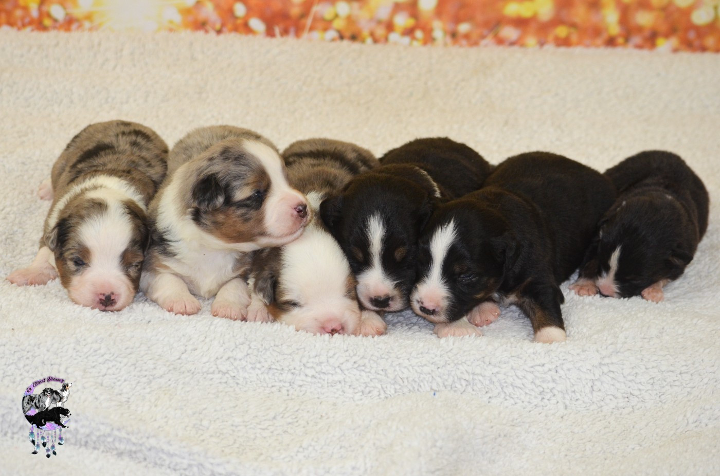 Berger Américain Miniature  - Of Eternal Dreams