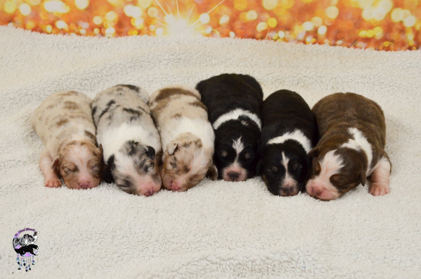 Berger Australien - Of Eternal Dreams