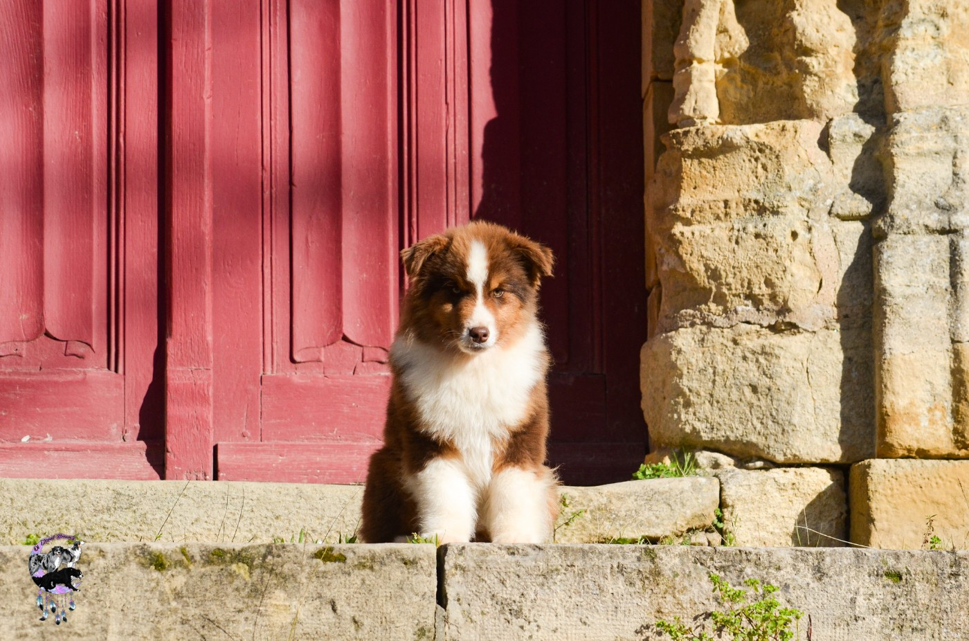 CHIOT