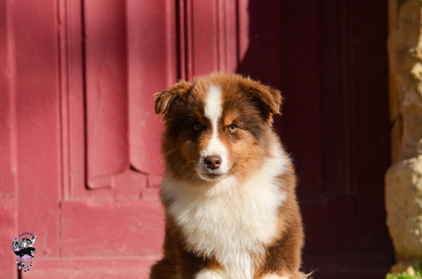 CHIOT