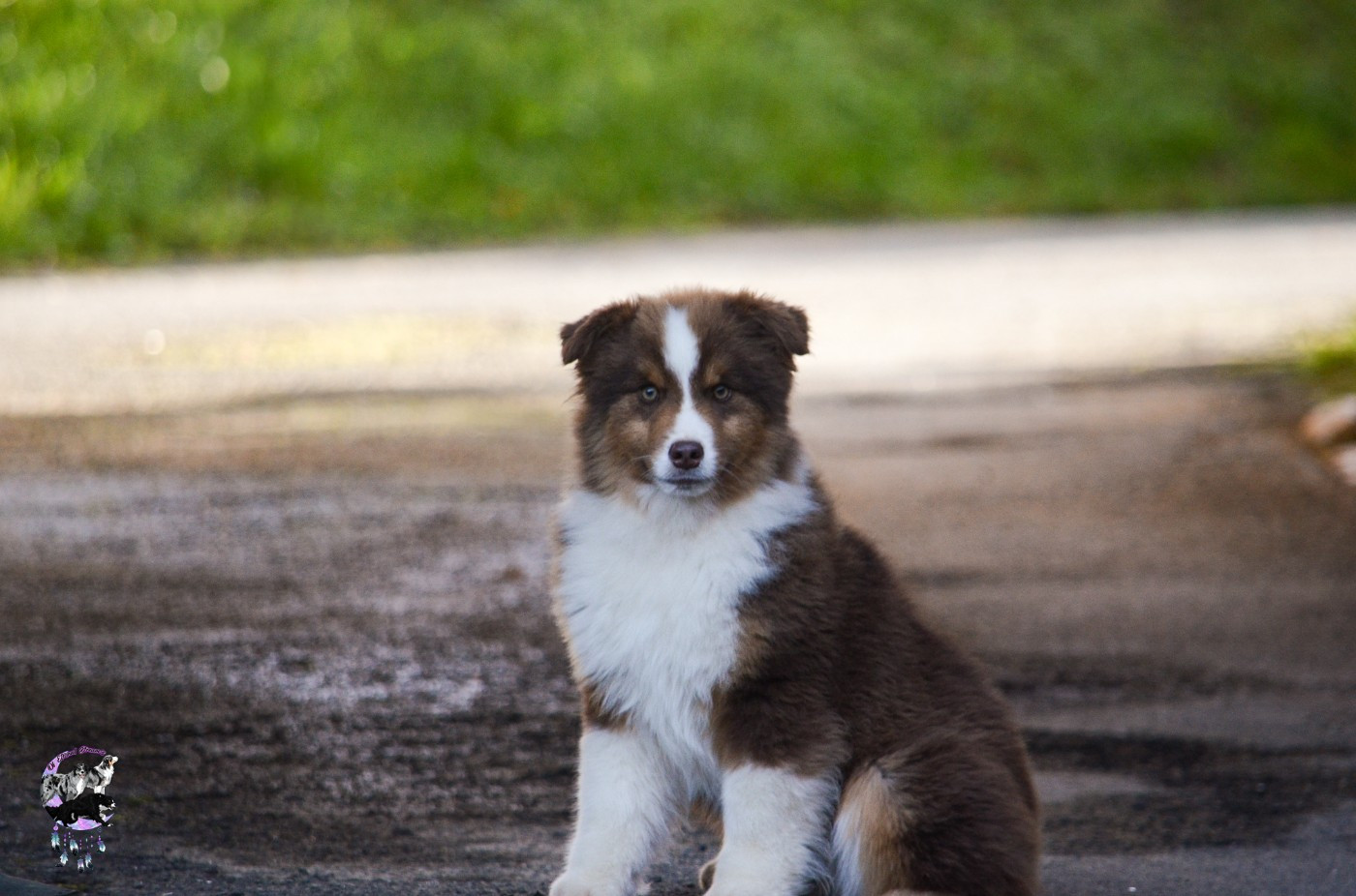 CHIOT