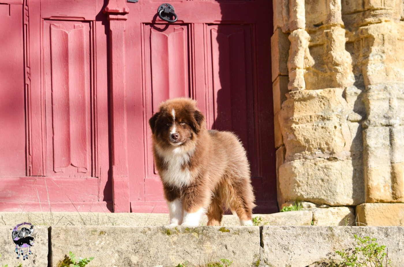 CHIOT