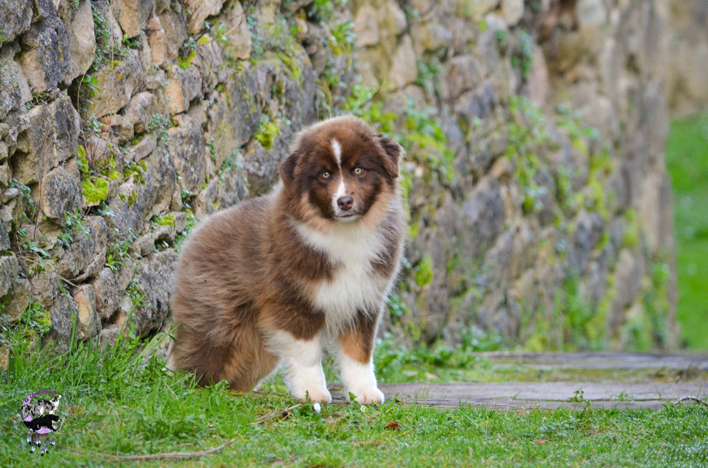 CHIOT