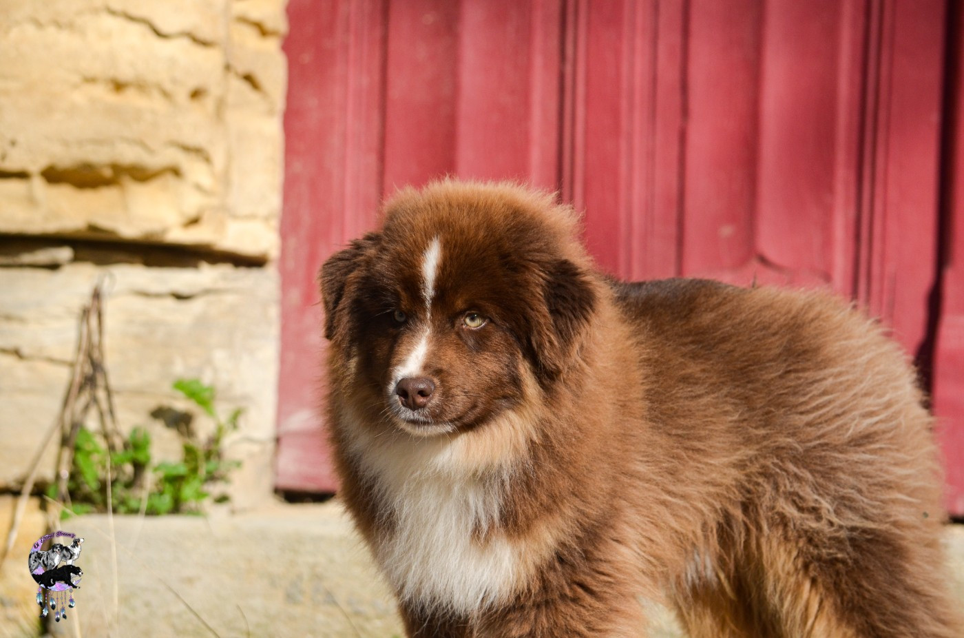 CHIOT