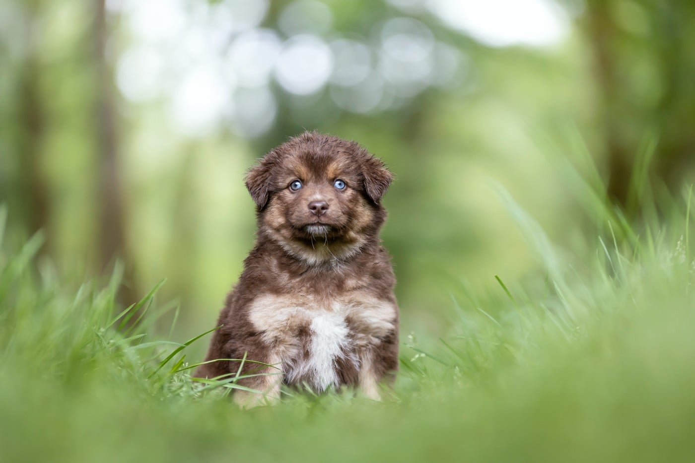 CHIOT 1