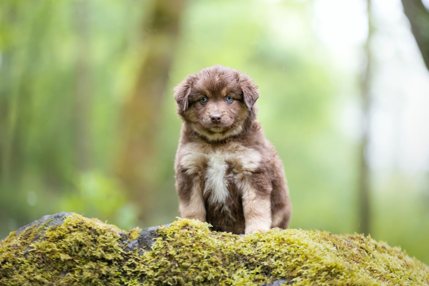CHIOT 1