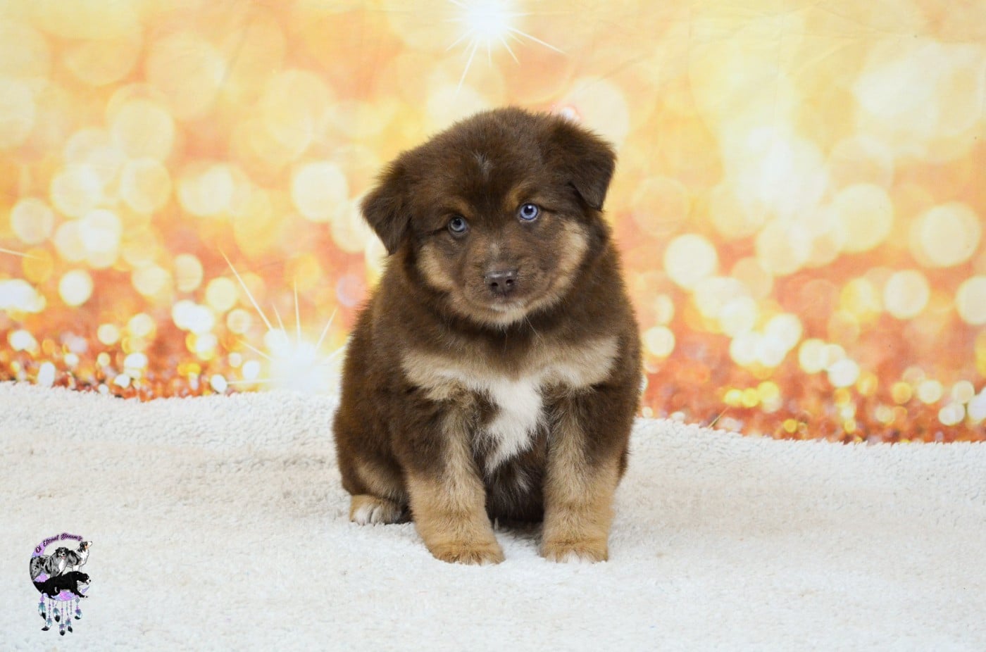 CHIOT 1