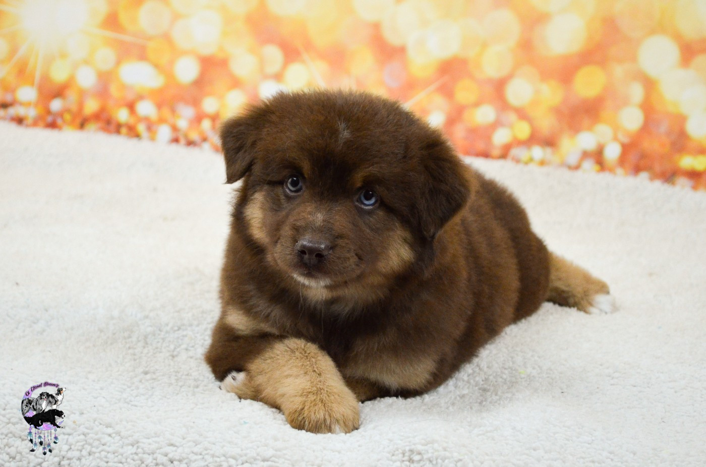 CHIOT 1