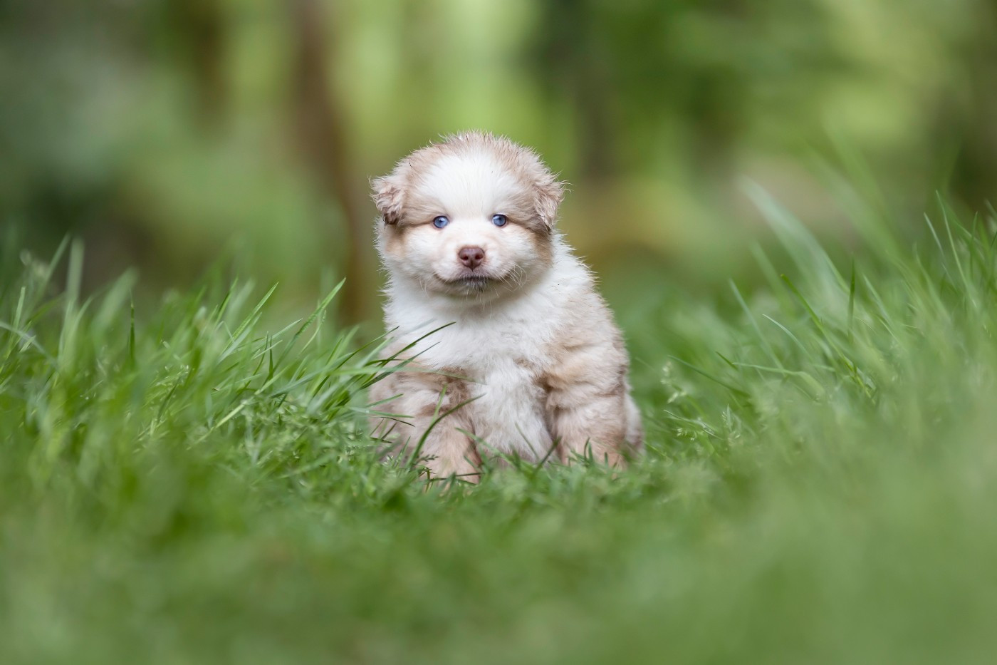 CHIOT 5